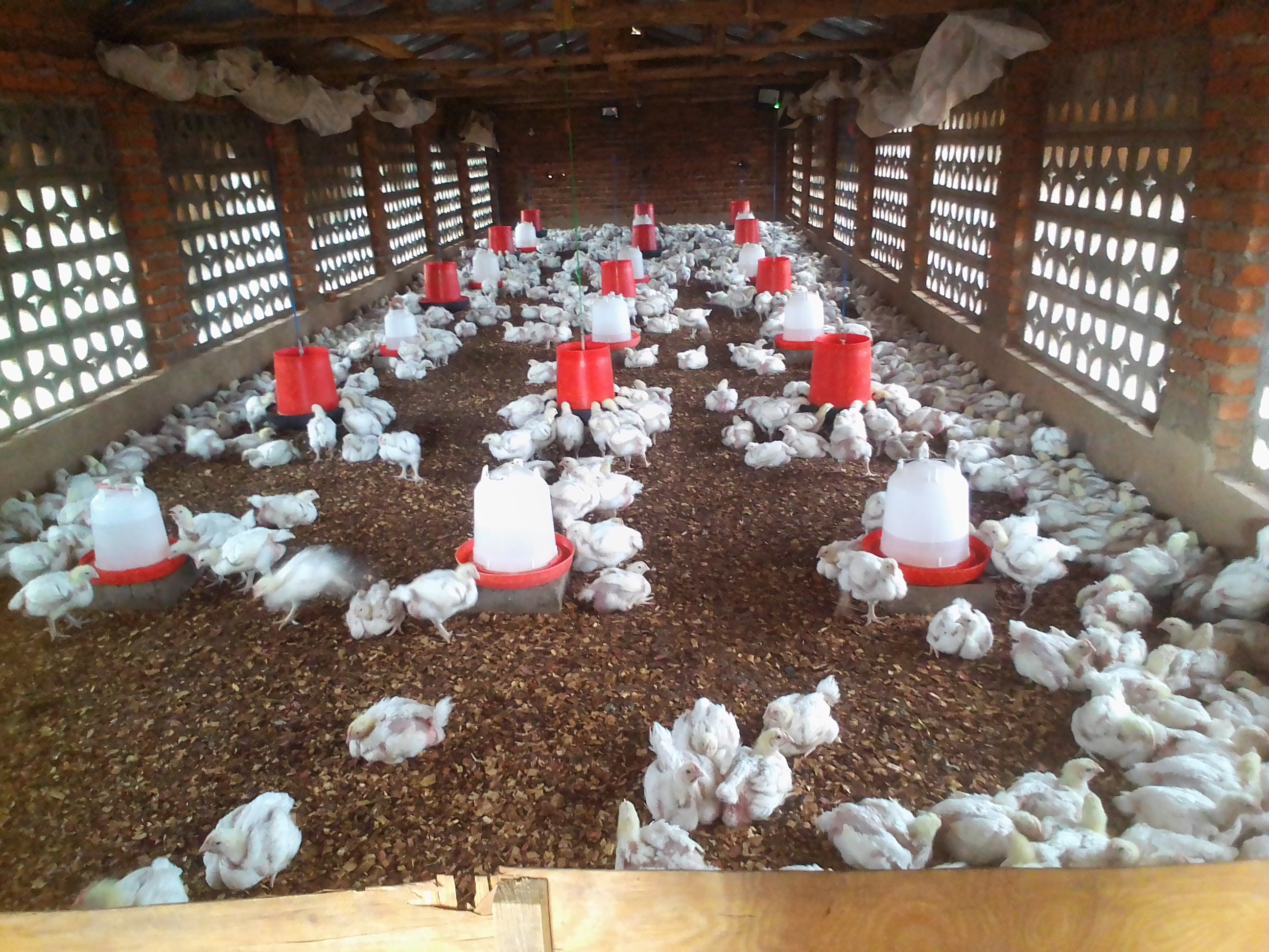 Broiler Chickens